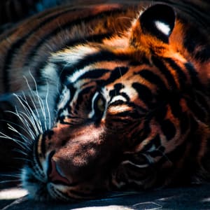 Principais jogos do Dragon Tiger com revendedor ao vivo
